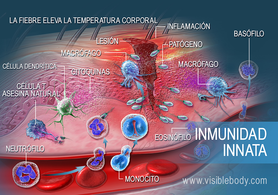 Sistema Inmune Concepto Y Tipos De Inmunidad Biologia Images